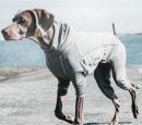 Body Warmer Dog Body Suit, Recovery Suit, Carbon Grey, 12M